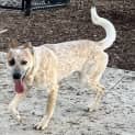 Photo of Rigby