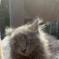 Photo of Alvin