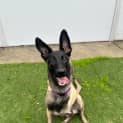 Photo of Roxy