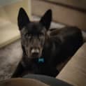 Photo of Onyx