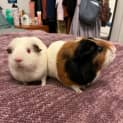 Photo of Princess / Rosie