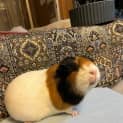 Photo of Princess / Rosie