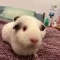 Photo of Princess / Rosie