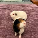 Photo of Princess / Rosie