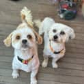 Photo of Jowey & Chandler 