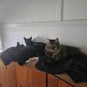 Photo of Lilly