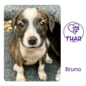 Photo of Bruno