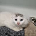 Photo of Gizmo