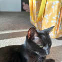 Photo of Pumpkin
