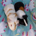 Photo of Tiger & Samson