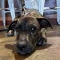 Photo of Tango