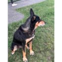 Photo of Coco *$150 Adoption Fee*