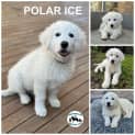 Photo of Polar Ice 