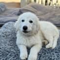 Photo of Polar Ice 