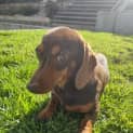 Photo of Ketchup