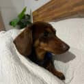 Photo of Ketchup