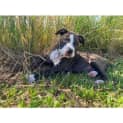Photo of Zira