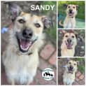 Photo of Sandy
