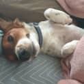 Photo of Snickers