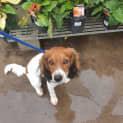Photo of Snickers