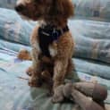 Photo of Annie   2 Year Old Cavoodle (Trial)