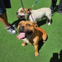 Photo of Crippa And Toodles
