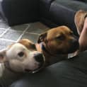 Photo of Crippa And Toodles