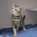 Photo of Sherbert