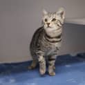Photo of Sherbert