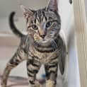 Photo of Fufu 