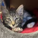 Photo of Niko