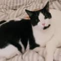 Photo of Harley