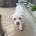 Photo of Maggie