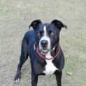 Photo of Archie