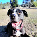Photo of Archie