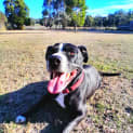 Photo of Archie