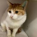Photo of Tempurrr Cattress