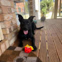 Photo of Jet