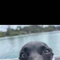 Photo of Jet