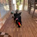 Photo of Jet