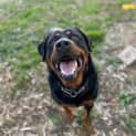 Photo of Rocky Rottweiler