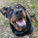 Photo of Rocky Rottweiler