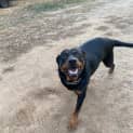 Photo of Rocky Rottweiler