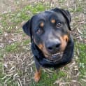 Photo of Rocky Rottweiler