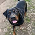Photo of Rocky Rottweiler