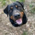 Photo of Rocky Rottweiler