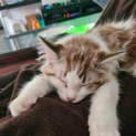 Photo of Lucas