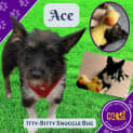 Photo of Ace