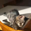 Photo of Leo 3 Month Old Domestic Short Hair
