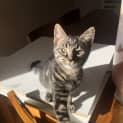 Photo of Leo 3 Month Old Domestic Short Hair